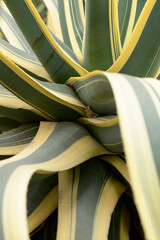 Agave americana Marginata plant