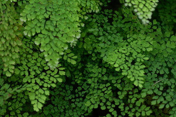 Delta maidenhair fern leaves © dimamoroz