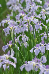 Tokyo,Japan - June 16, 2022: Iris ensata or Hanashobu. The name of the plant is Ononokomachi
