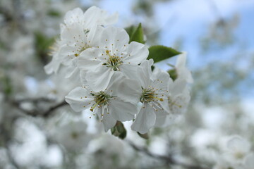 apple blossoms close-up. Spring flowering of fruit trees with a coupe plan. Flower structure pistil stamen petals stigma