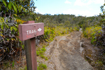 Crater Rim Trail going through the forest around the Kilauea volcano in the Hawaiian Volcanoes National Park on the Big Island of Hawai'i