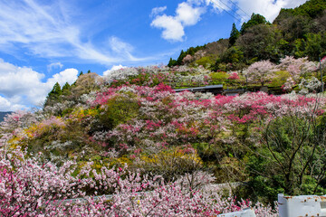 高知県は仁淀川町の上久喜の花桃