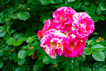 神奈川県横浜市　横浜イングリッシュガーデンのバラ