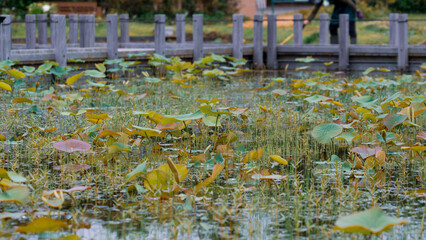 梅雨時に賑わう池