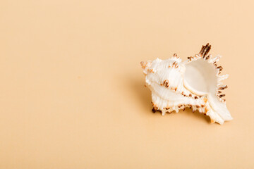 Beach seashells on colored background. Mock up with copy space