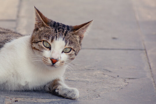 stray cat lying on the pavement