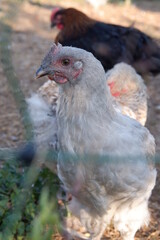small farm chicken