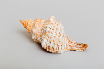 Beach seashells on colored background. Mock up with copy space