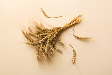 Sheaf of wheat ears close up and seeds on colored background. Natural cereal plant, harvest time...