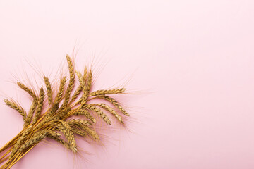 Obraz premium Sheaf of wheat ears close up and seeds on colored background. Natural cereal plant, harvest time concept. Top view, flat lay with copy space. world wheat crisis