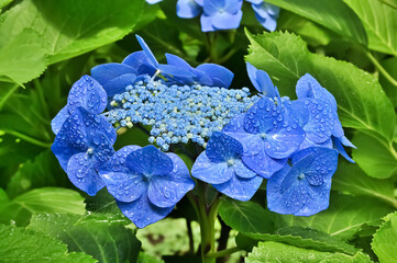 雨上がりの紫陽花（Hydrangea）