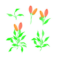 Tulip flower illustration
