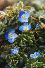 Blue flowers Veronica persica