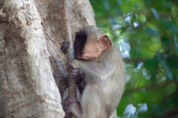 可愛いサル