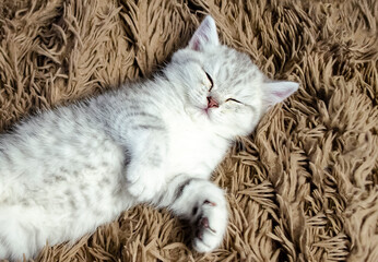 Naklejka na ściany i meble cat sleeps isolated on carpet. Vet concept