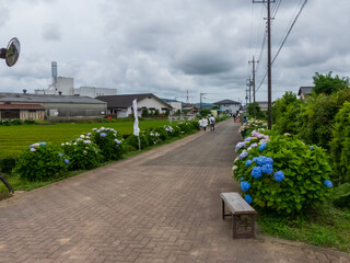 Fototapeta premium 紫陽花のある風景