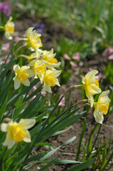 Obraz premium Blooming yellow daffodils