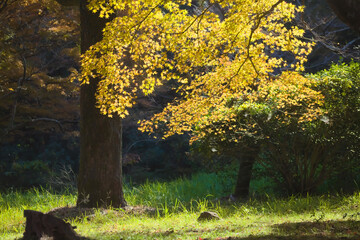 藺牟田池の紅葉	