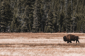 Bison wandering across an open field