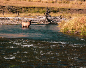 Elk Cow Enjoying a River