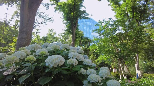 東京都新宿区西新宿の公園に咲くたくさんの紫陽花