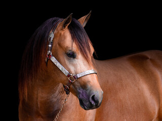 Obraz premium Horse Portrait