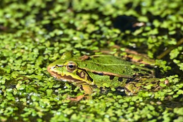A frog hidden in the greenery
