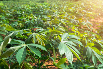 Cassava plantation in Thailand, cassava plantation area