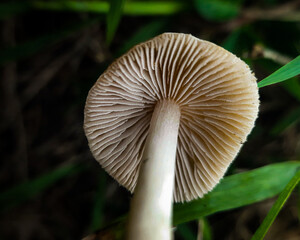 mushrooms in the forest