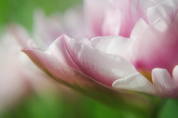 Fototapeta na wymiar Tulip petals close-up