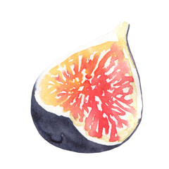 Watercolor hand-painted fig single fruit, vegetable element isolated. Autumn thanksgiving, halloween, harvest, rustic fall watercolor fig illustration, print, printable