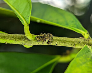 Jumping spider Euophrys frontalis. The Euophrys frontalis is a genus of jumping spiders of the family Salticidae.