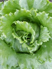 fresh green lettuce