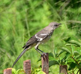 Mockingbird perched