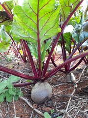 coconut on the ground