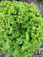 green lettuce in the garden