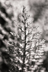 Achilléa millefólium