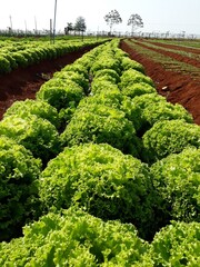 rows of lettuce
