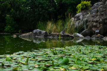 LAGO VERDE  EN EL BOSQUE CON PLATAS ACUATICAS