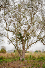 tree in the field