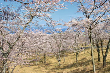 Fototapeta premium 全盛期の桜