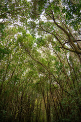 arboles en el bosque