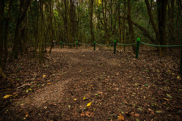 camino en el bosque