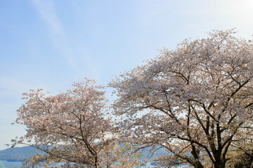 海沿いに咲く桜