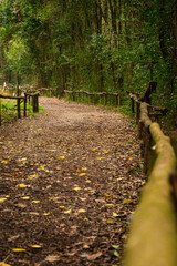 camino en el bosque