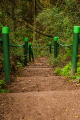 escalera en el bosque