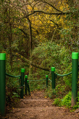 Fototapeta premium camino en el bosque