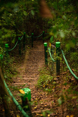 camino en el bosque