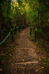 camino en el bosque