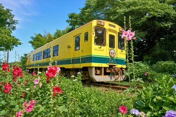 タチアオイ咲く初夏のいすみ鉄道　国吉駅付近